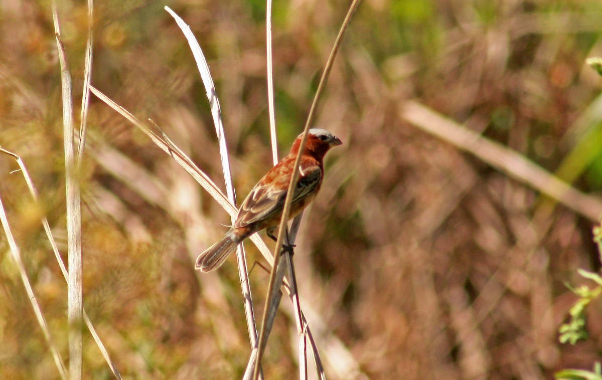 Chestnut Seedeater - ML205803121