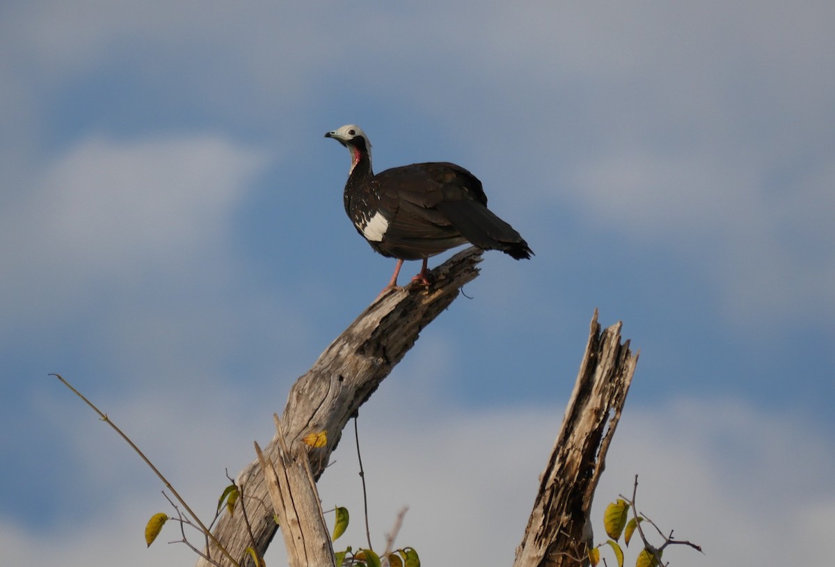 Red-throated Piping-Guan (White-crested) - ML205803251