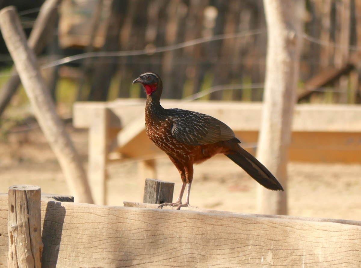 Chestnut-bellied Guan - ML205803281