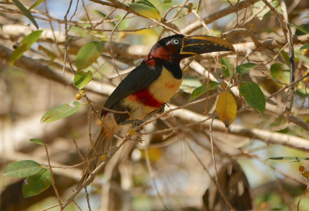 Chestnut-eared Aracari - ML205803291