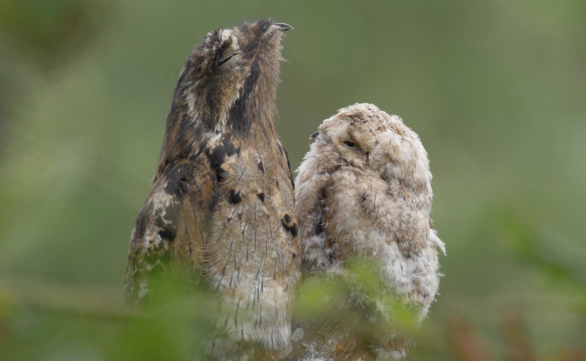 Common Potoo - ML205803441