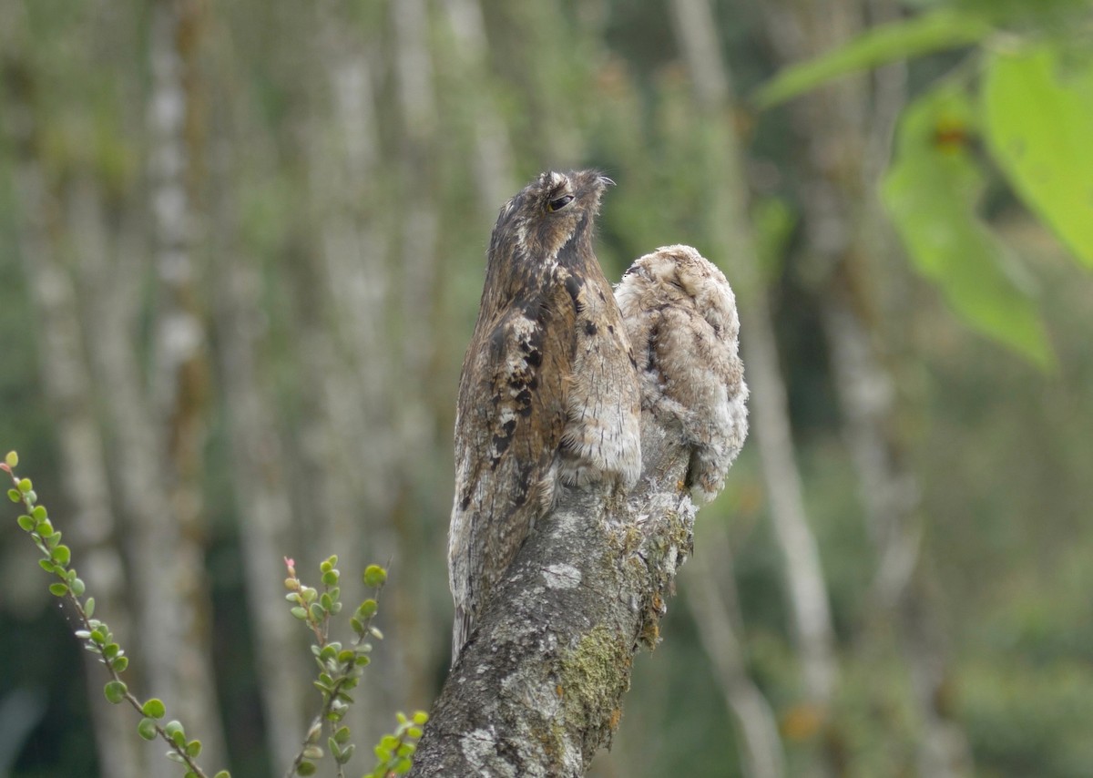 Common Potoo - ML205803451