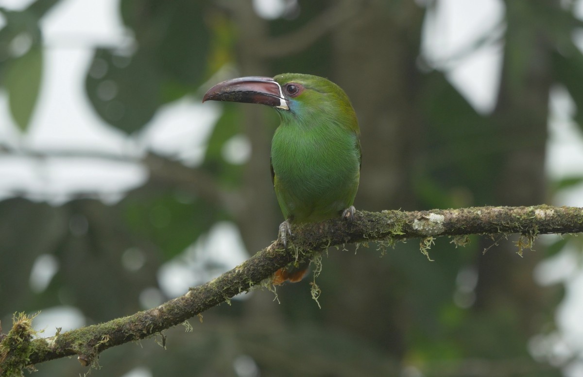 Crimson-rumped Toucanet - ML205803461