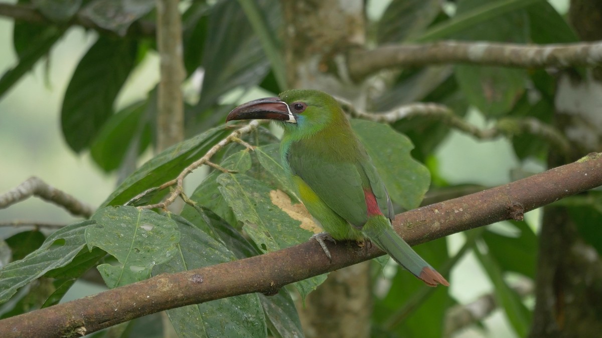 Crimson-rumped Toucanet - ML205803471