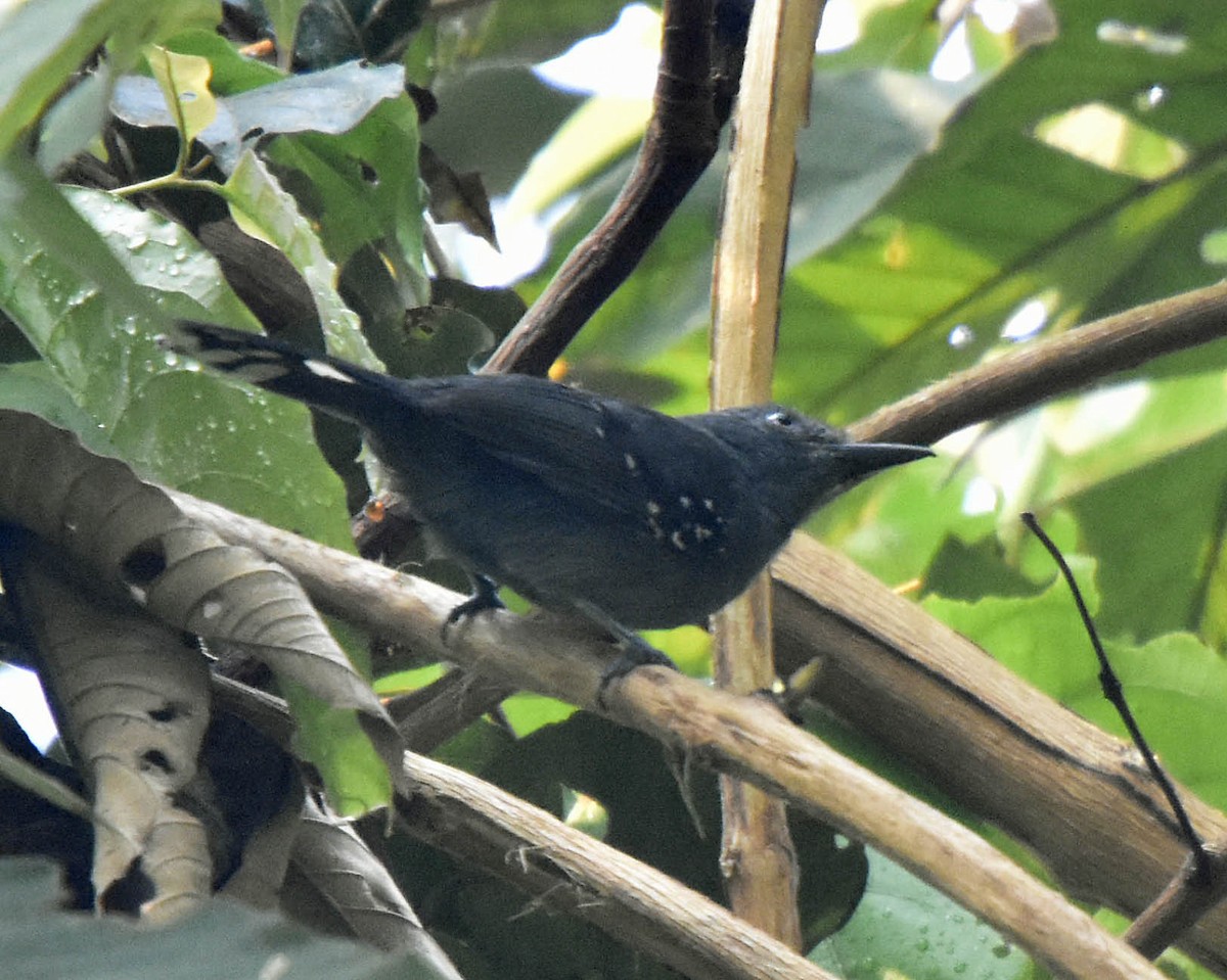 Gray Antbird - ML205803831