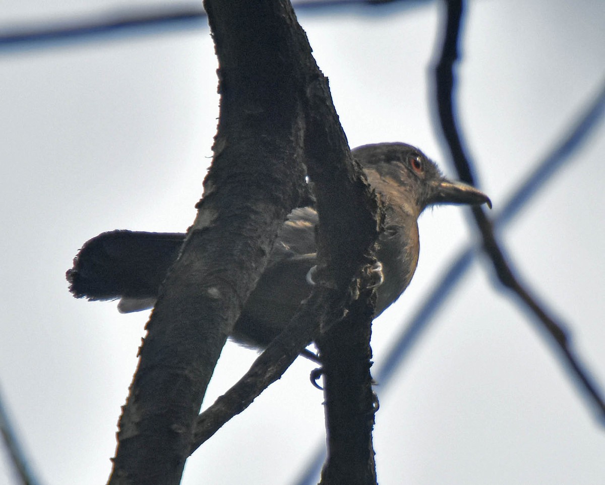 Plain-winged Antshrike - Tini & Jacob Wijpkema