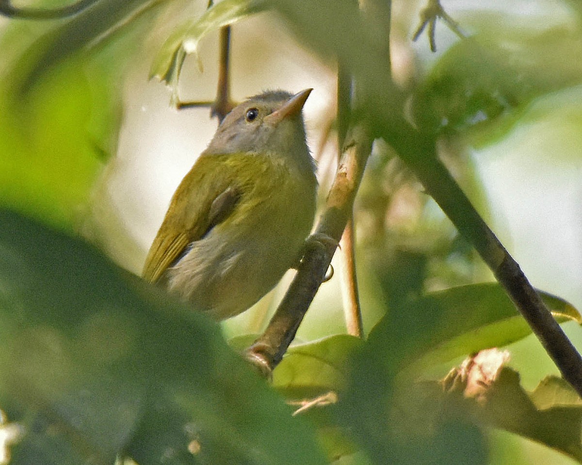 Ashy-headed Greenlet - ML205803951