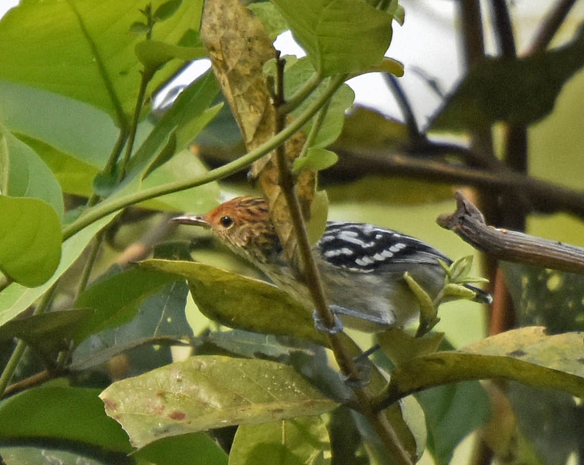 Amazonian Streaked-Antwren - ML205803961