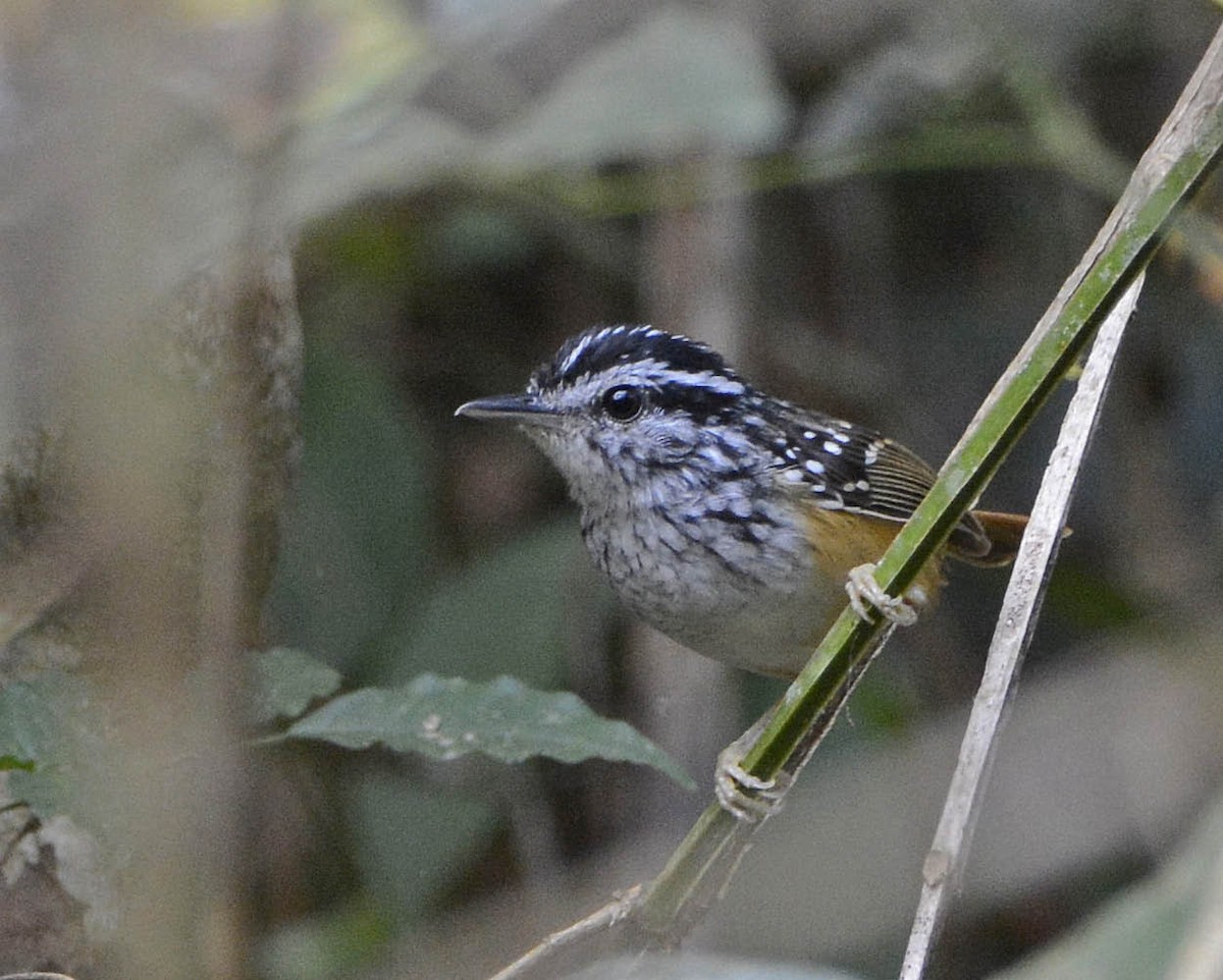 Rondonia Warbling-Antbird - ML205803971