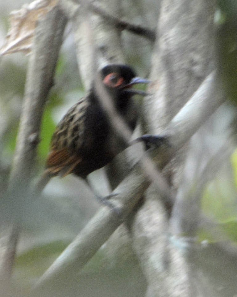 Black-spotted Bare-eye - Tini & Jacob Wijpkema