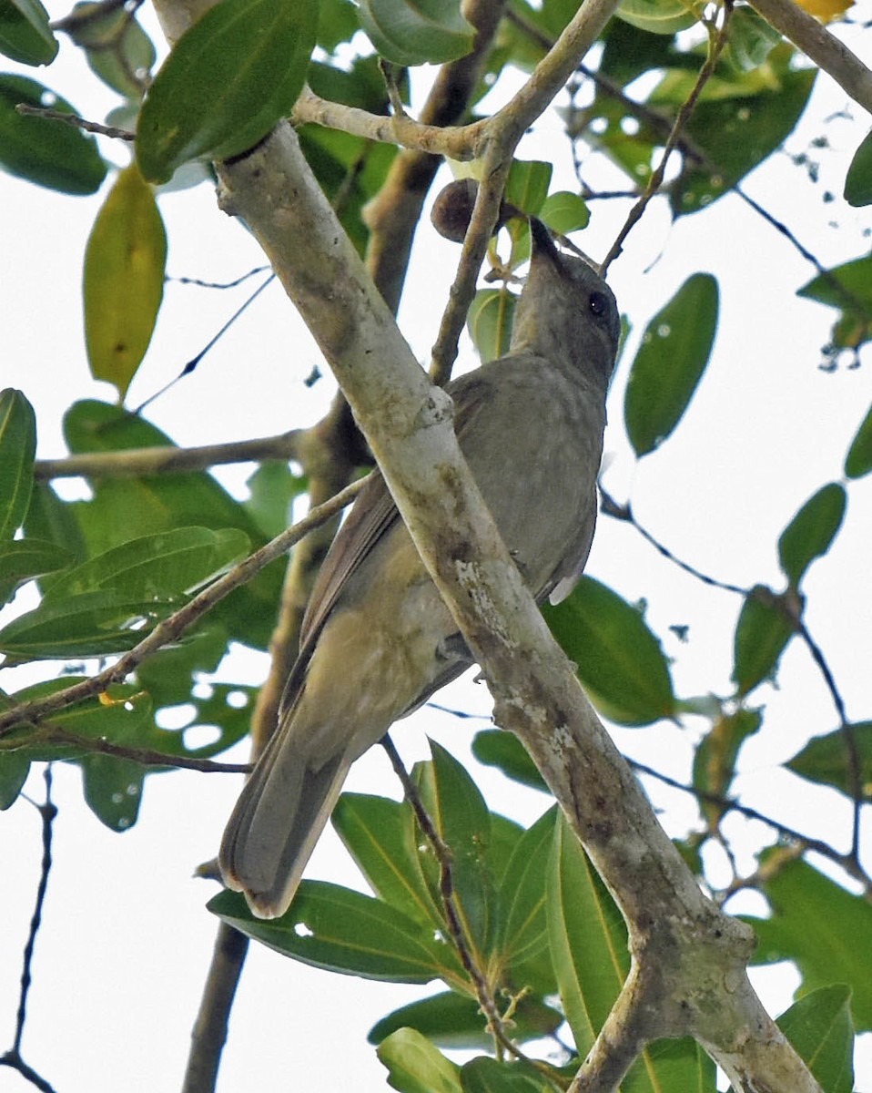 Screaming Piha - ML205803991