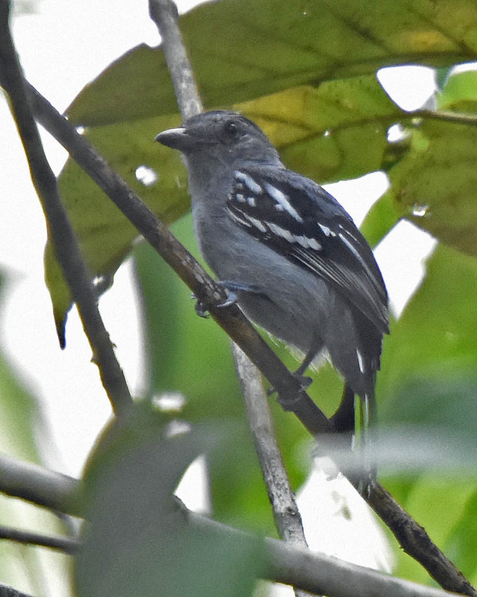 Natterer's Slaty-Antshrike - ML205804021