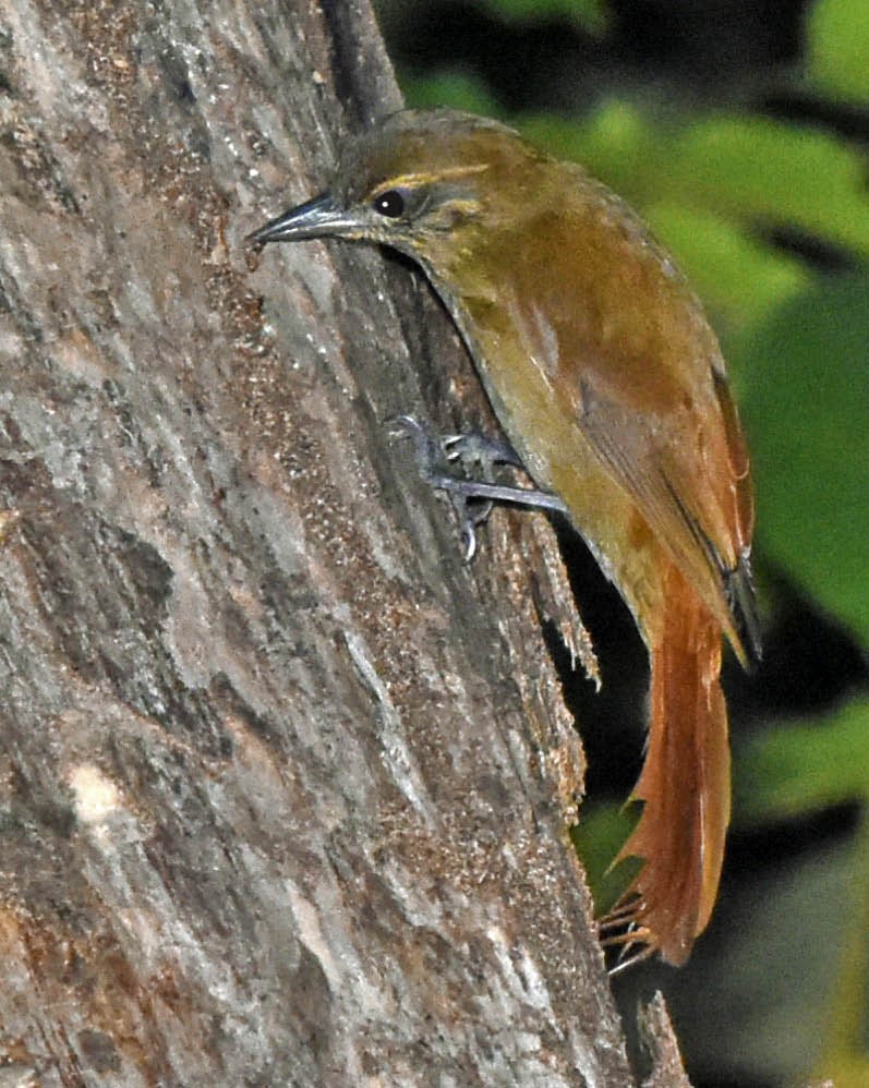 Plain-brown Woodcreeper (atrirostris/trumaii) - ML205804061