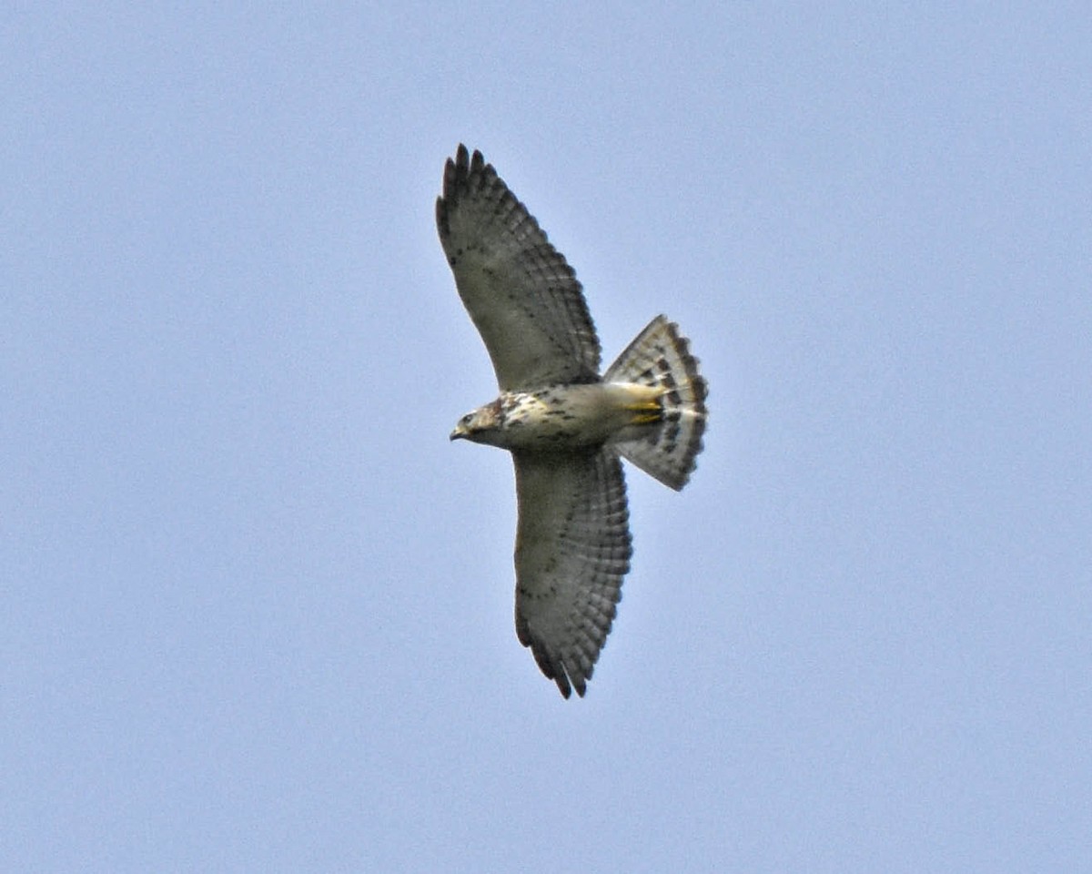 káně širokokřídlá (ssp. platypterus) - ML205804101