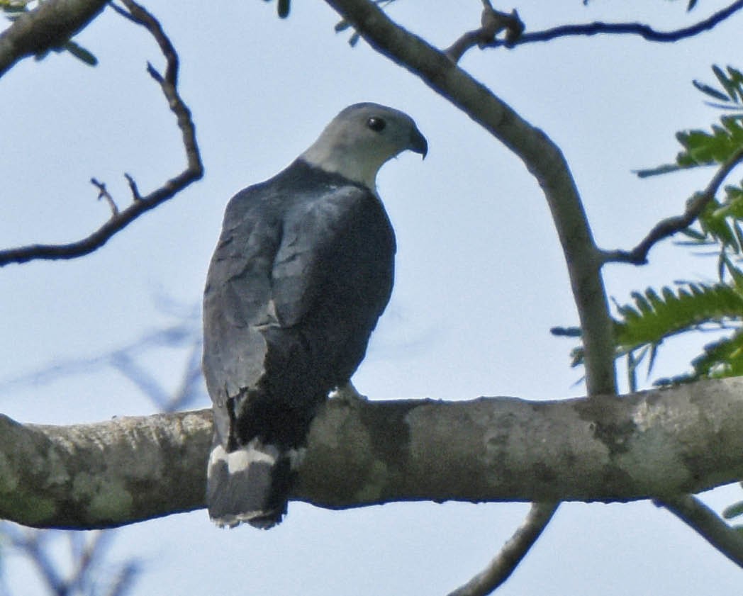 Gray-headed Kite - ML205804111