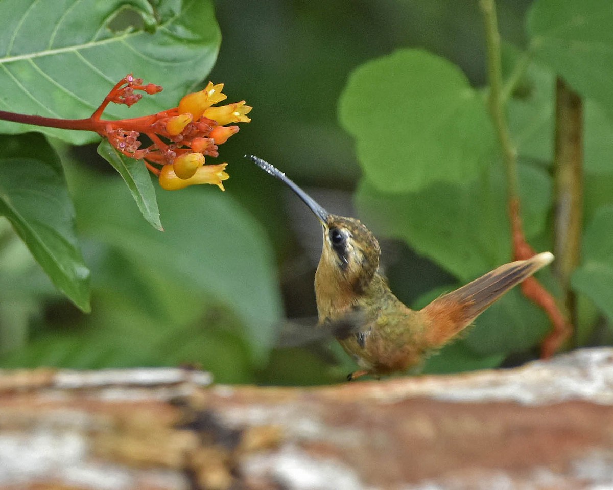 Rotschattenkolibri - ML205804271