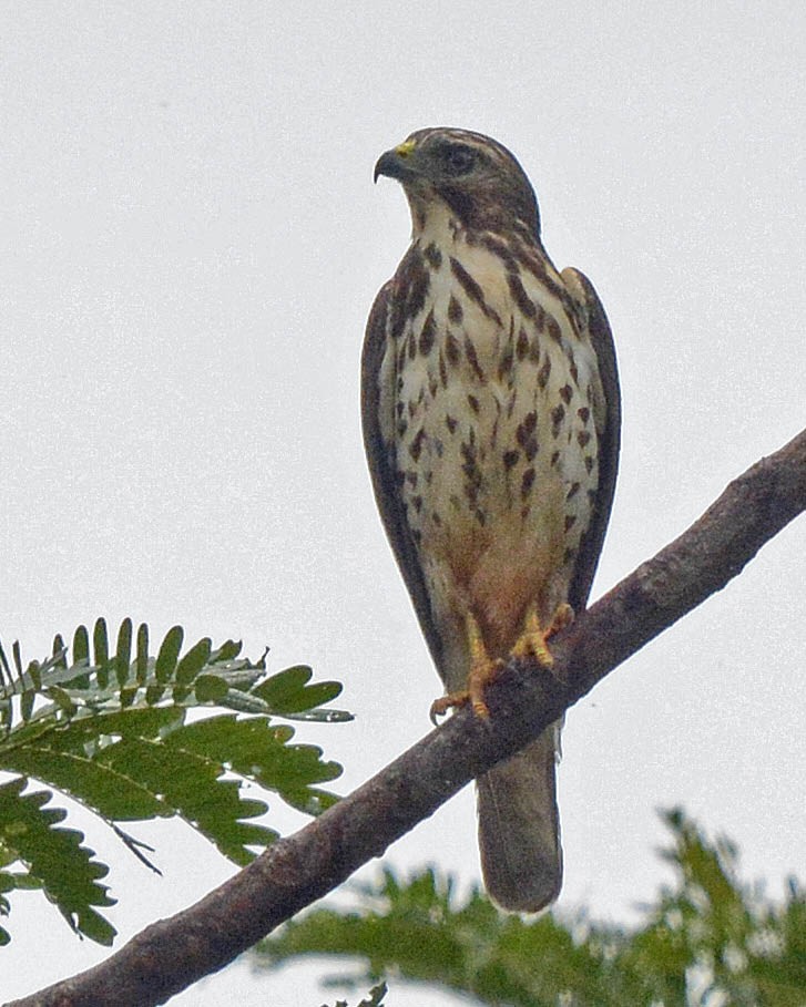 Broad-winged Hawk (Northern) - ML205804321