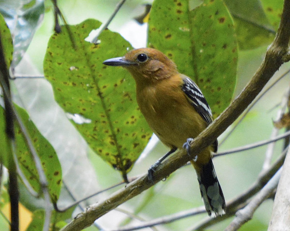 Bolivian Slaty-Antshrike - ML205804331