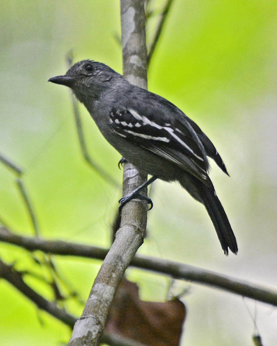 Bolivian Slaty-Antshrike - Tini & Jacob Wijpkema