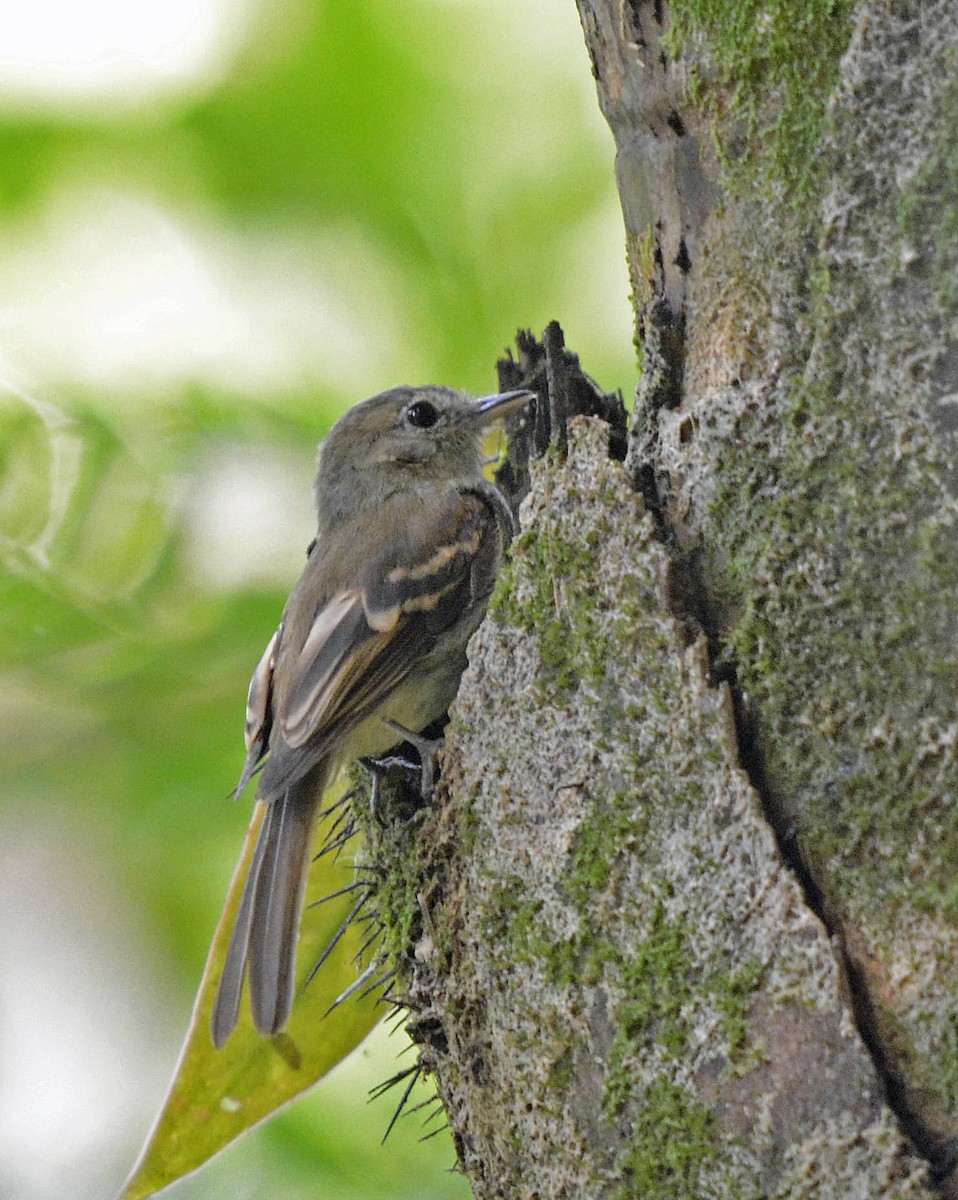 Euler's Flycatcher (Euler's) - ML205804371