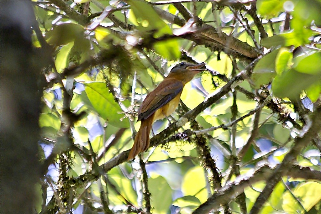 Rufous-tailed Attila - ML205804511