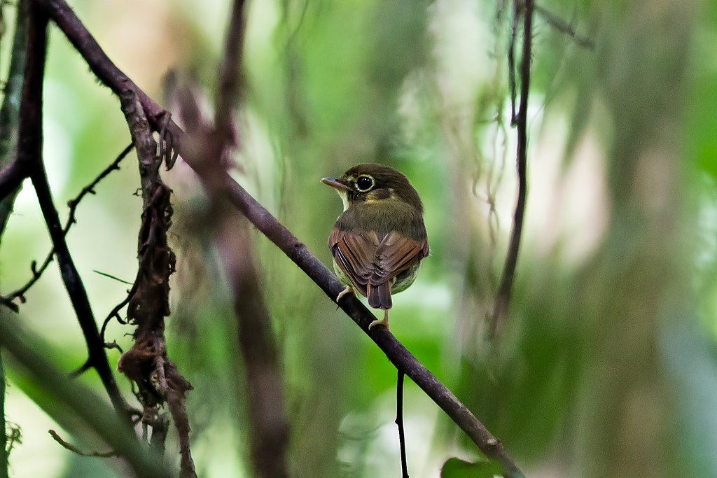 Russet-winged Spadebill - ML205804531