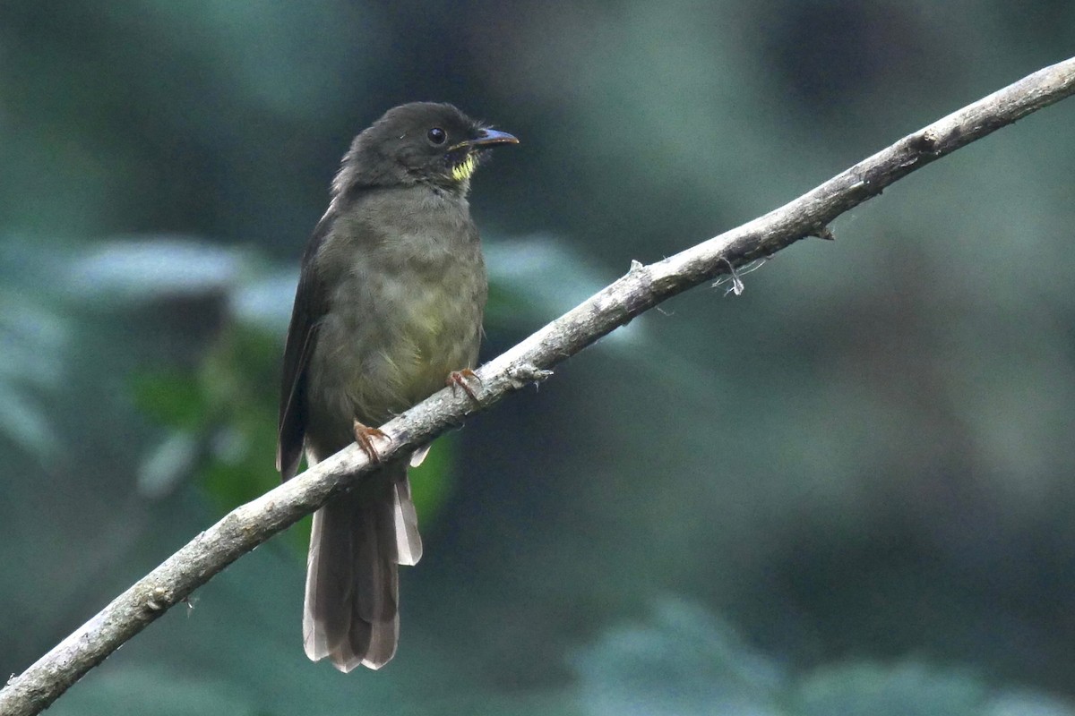 Yellow-whiskered Greenbul - ML205804701