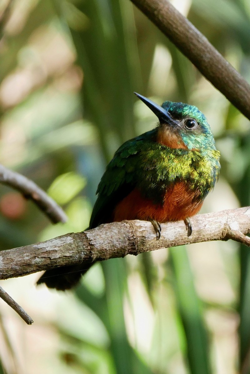 Green-tailed Jacamar - ML205804761