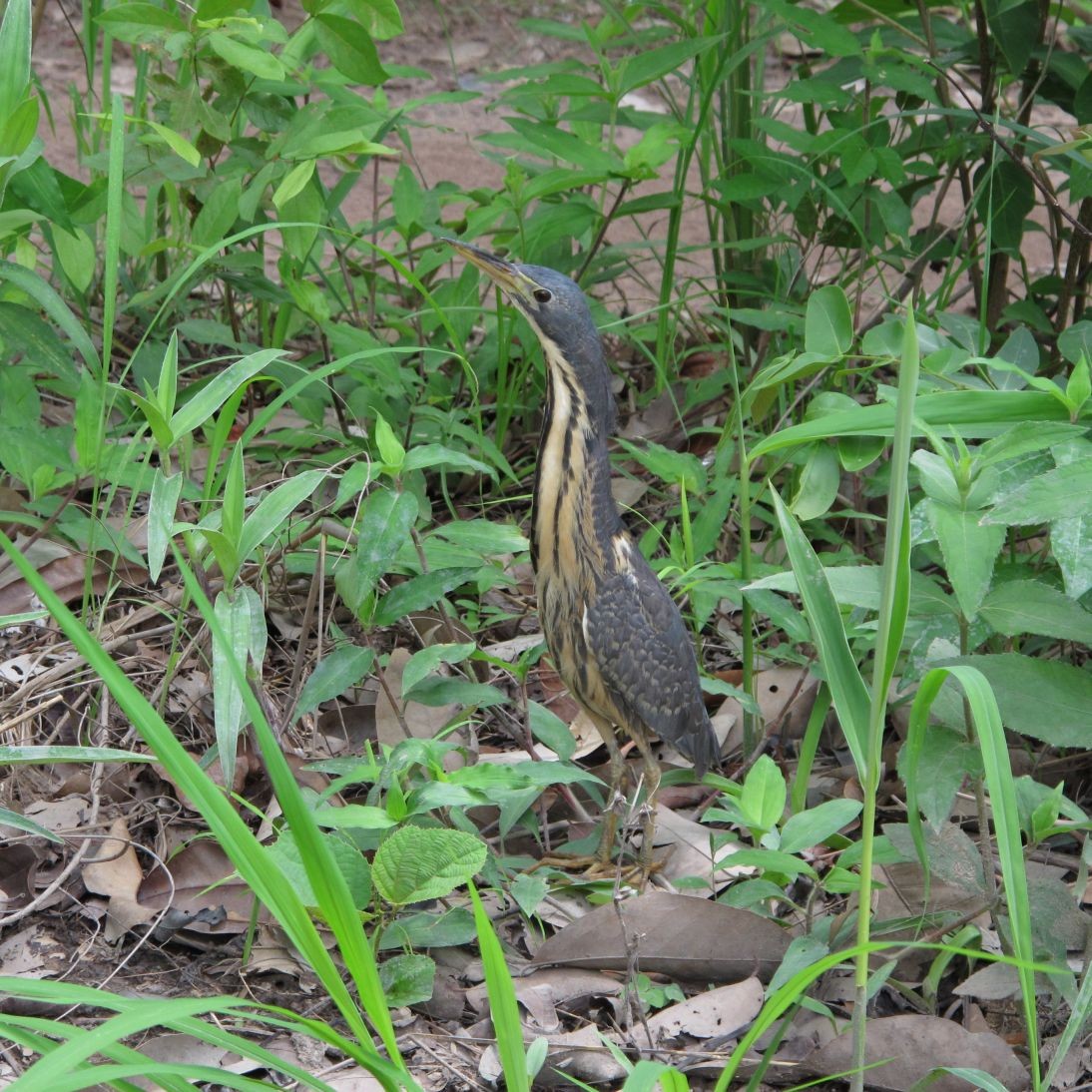 Avetorillo Plomizo - ML205804801