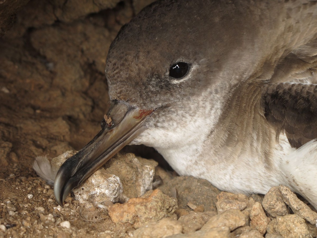 Pardela Cenicienta de Cabo Verde - ML205804811