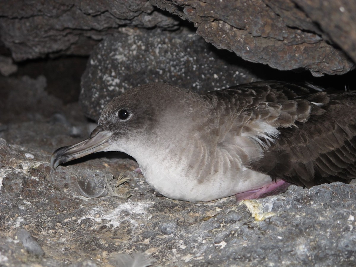 Pardela Cenicienta de Cabo Verde - ML205804821