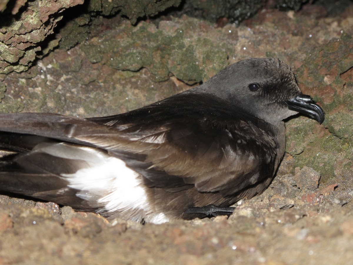 kappverdestormsvale - ML205804831