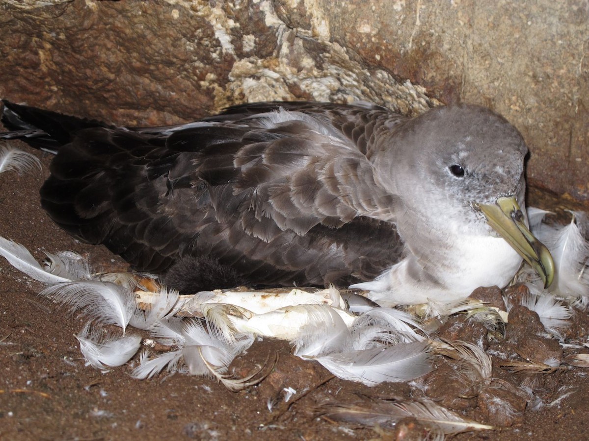 Pardela Cenicienta Atlántica - ML205804851