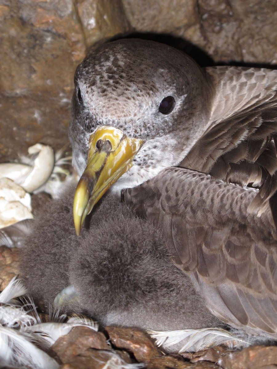 Pardela Cenicienta Atlántica - ML205804861