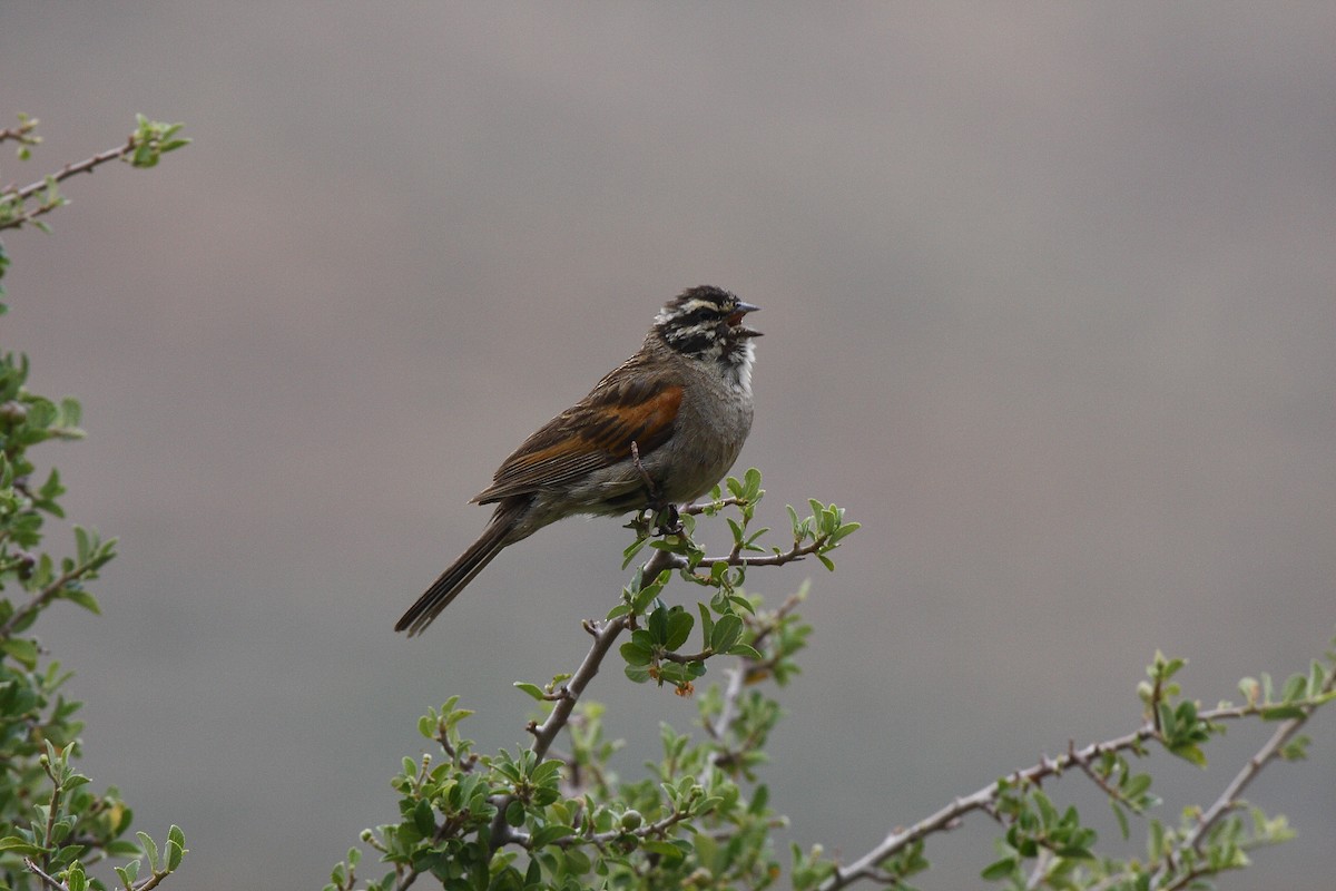 Cape Bunting - ML205804981