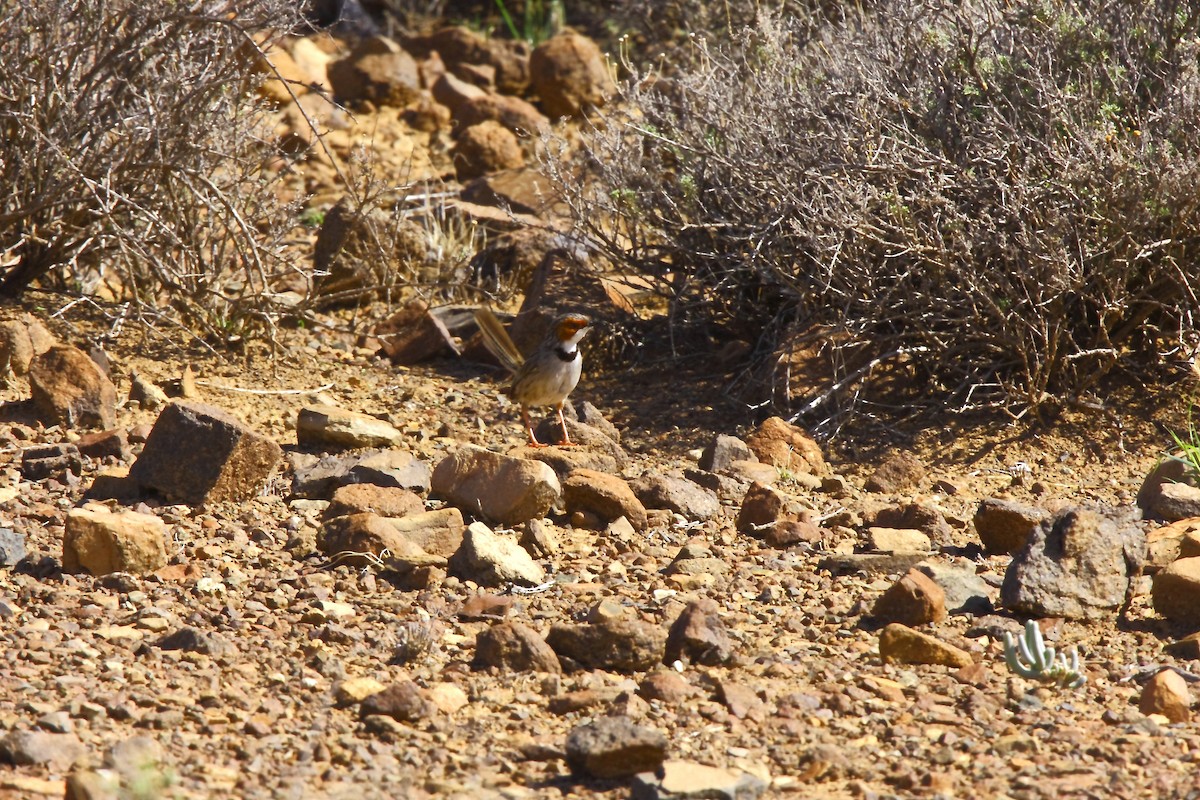 Rufous-eared Warbler - ML205805001