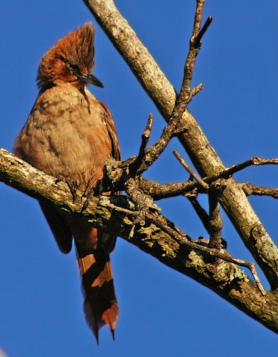 Brown Cacholote - ML205805061