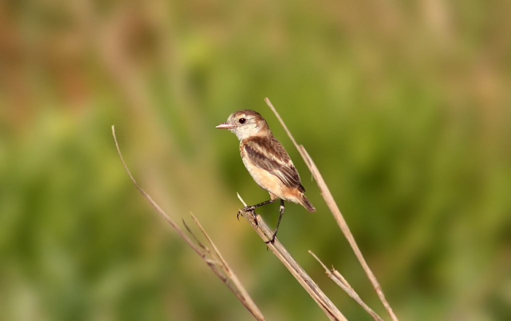 Cock-tailed Tyrant - ML205805131