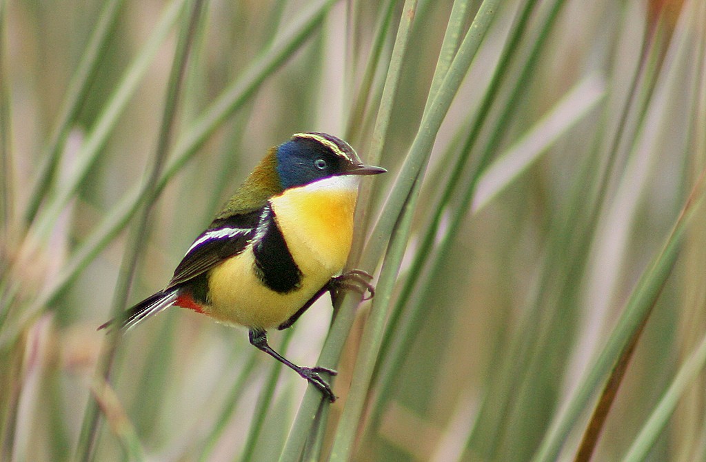 Many-colored Rush Tyrant - ML205805181