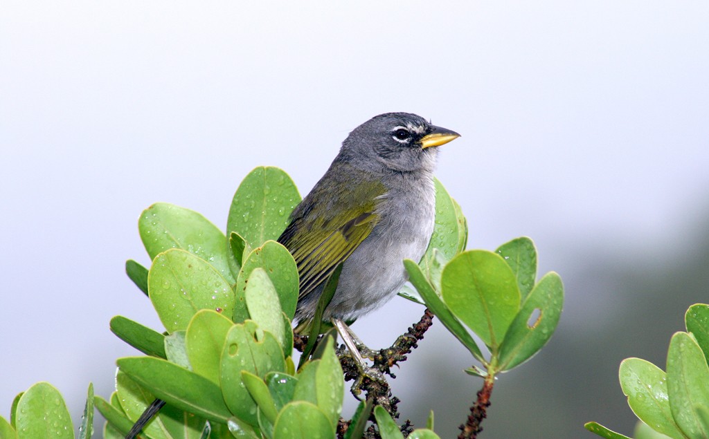 Pale-throated Pampa-Finch - ML205805221