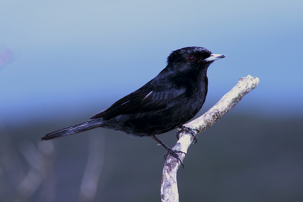 Velvety Black-Tyrant - ML205805231