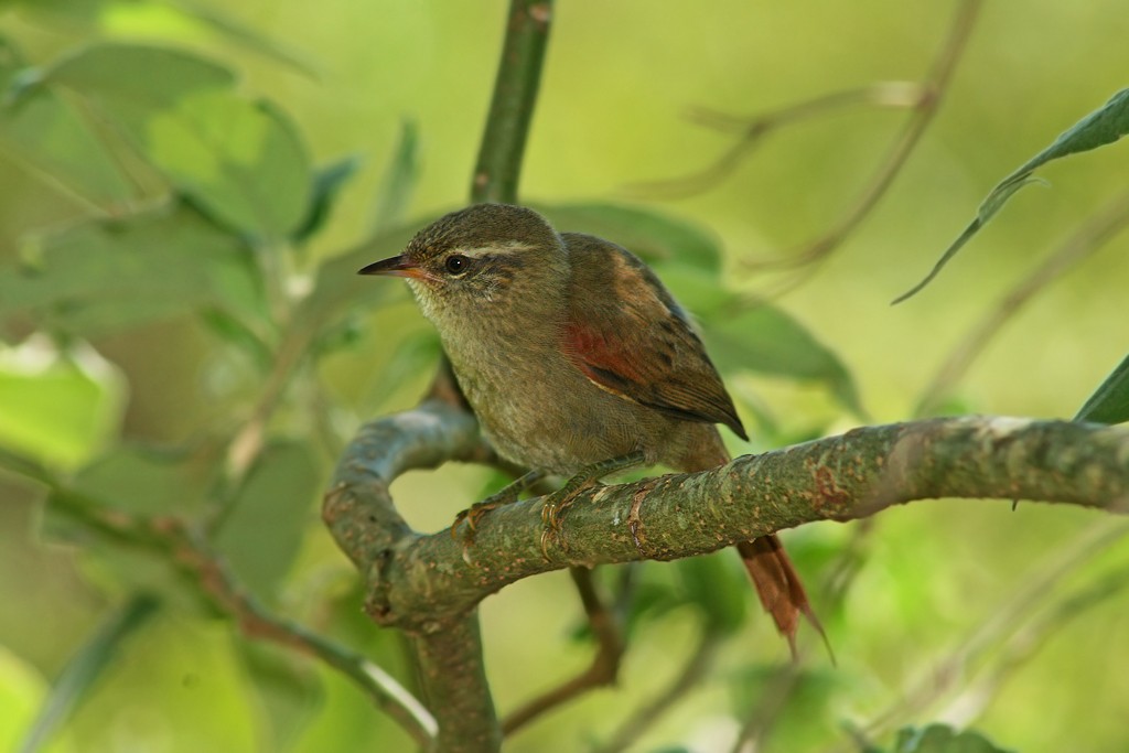 Olive Spinetail - ML205805411