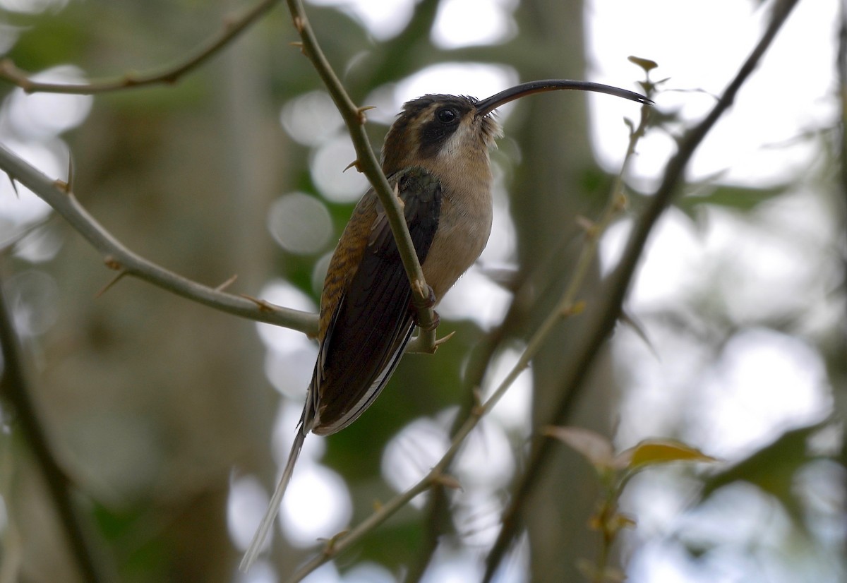 Long-billed Hermit (Central American) - ML205805431