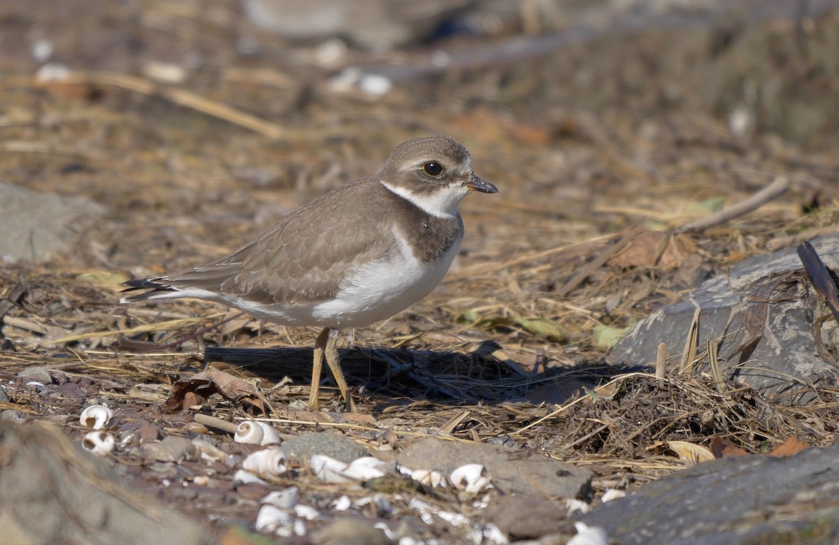 Semipalmated Plover - ML205805721