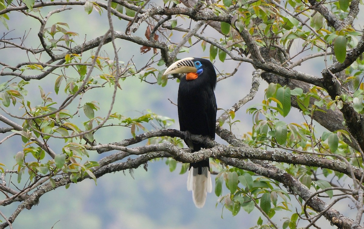 Rufous-necked Hornbill - ML205805751