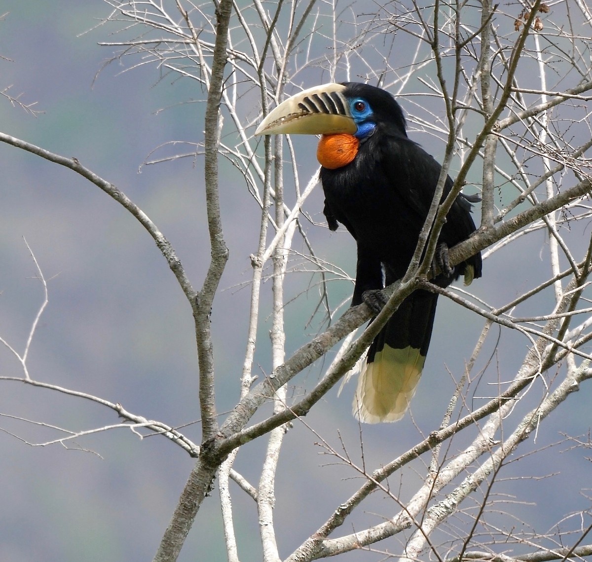 Rufous-necked Hornbill - ML205805761