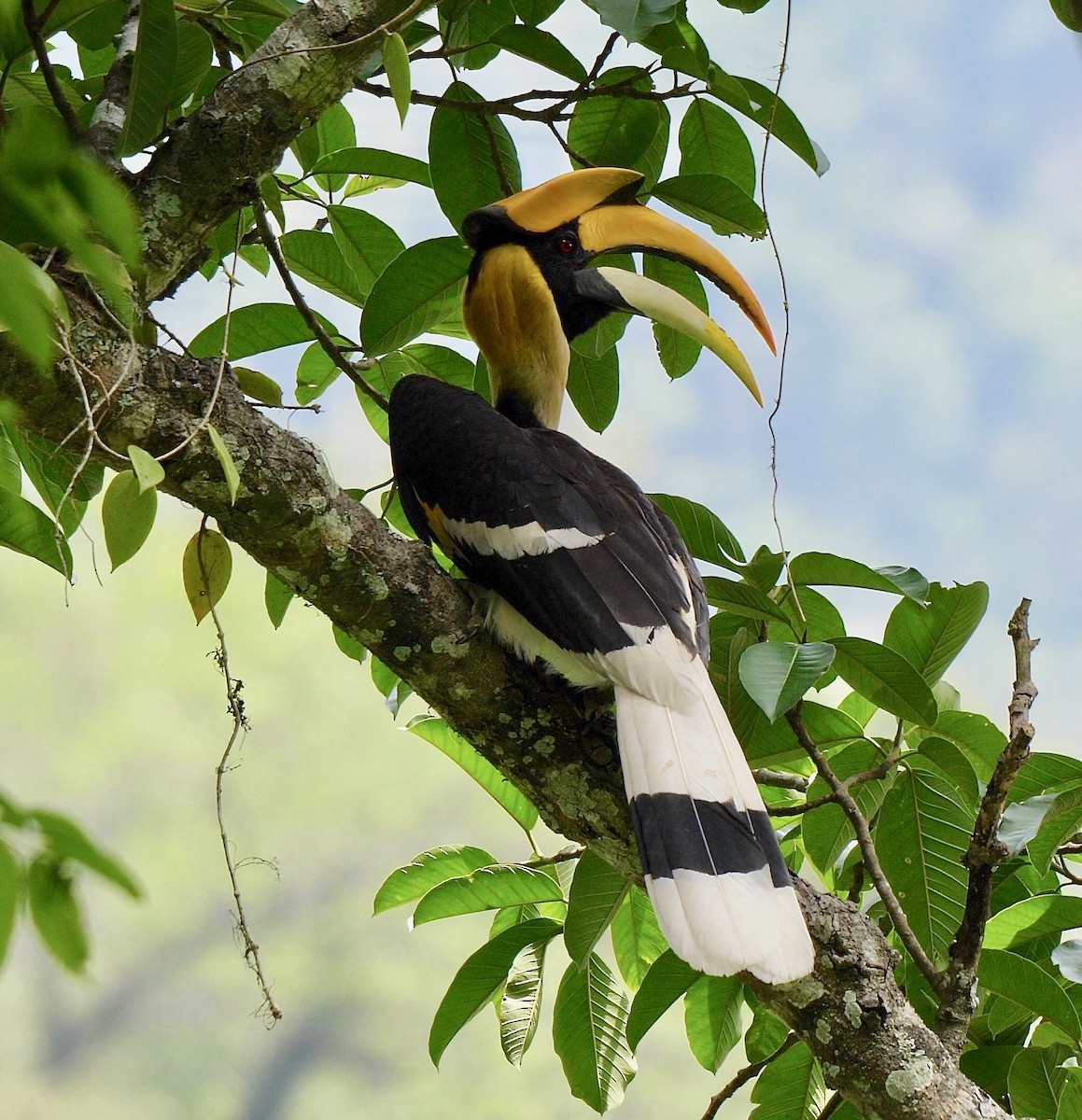 Great Hornbill - ML205805771