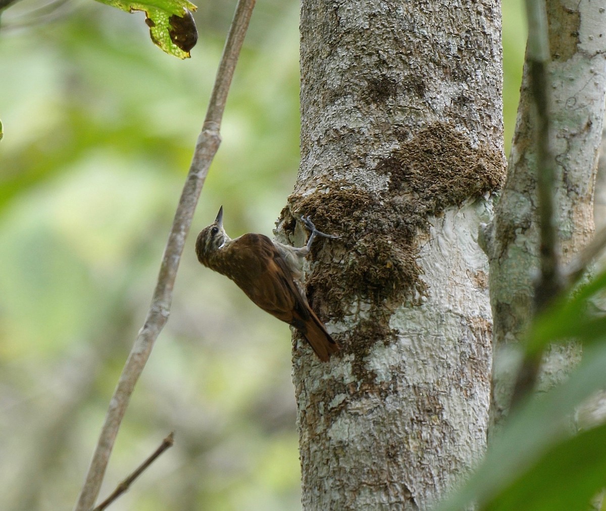 Slender-billed Xenops - ML205805941