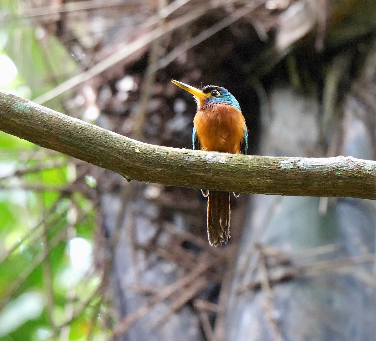 Jacamar à joues bleues - ML205805951