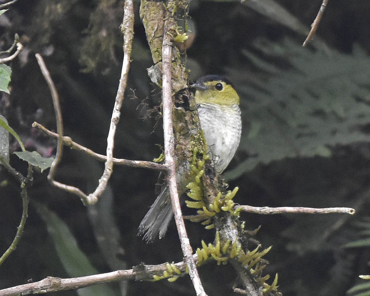 Barred Becard - ML205806131